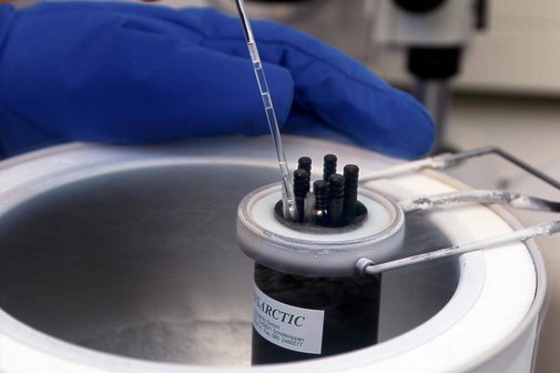 Symbolfoto: Befruchtete Eizellen, menschliche Vorkernstadien, werden in einem Plastikroehrchen im Kryoautomaten mit fluessigem Stickstoff eingefroren. 